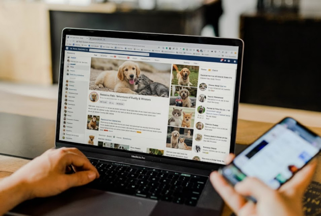 Setting up the Pet Business Online